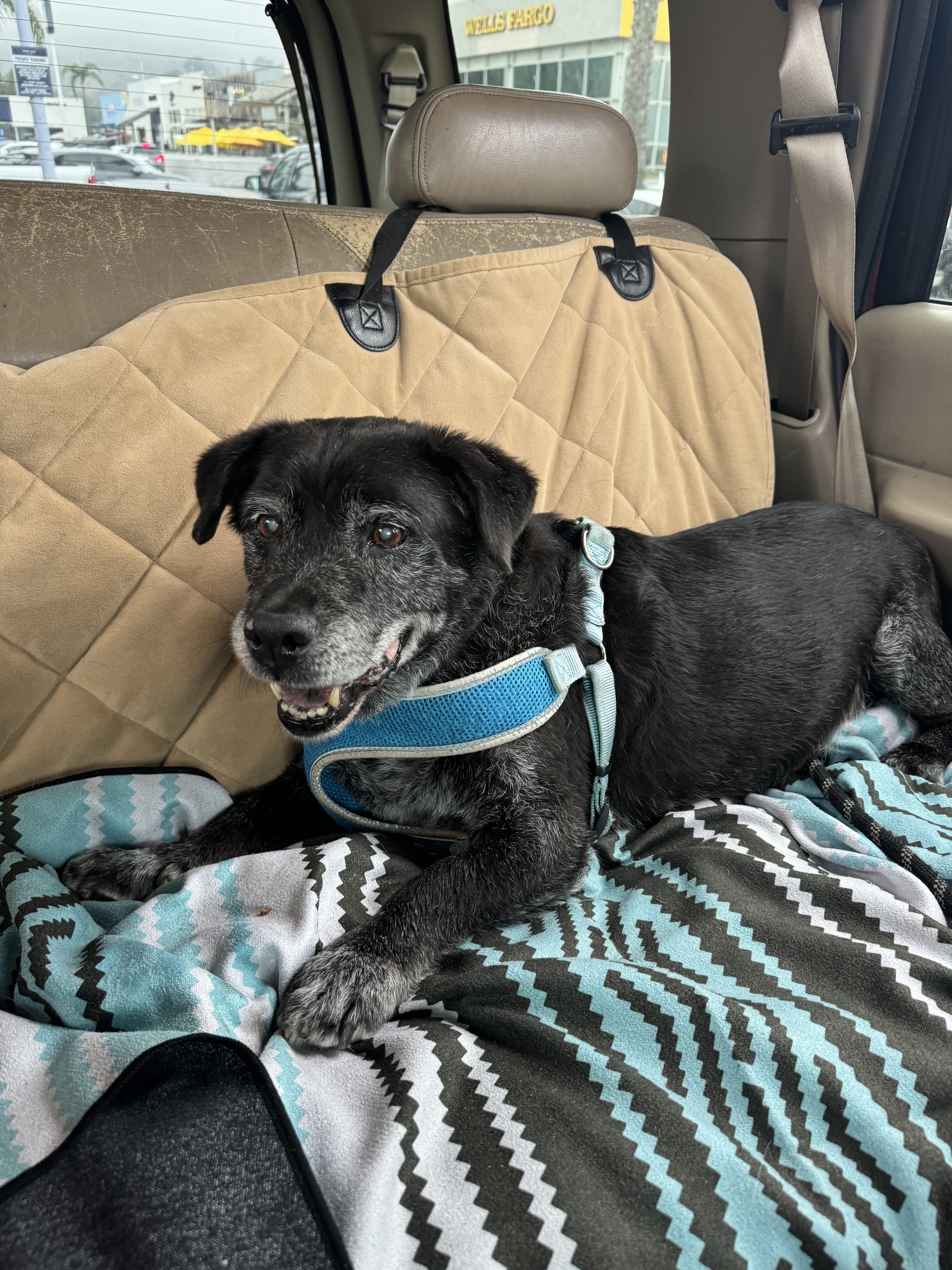 She became the “dog car.” Over the years, many of my dogs went for morning rides and walks around Palisades Village.