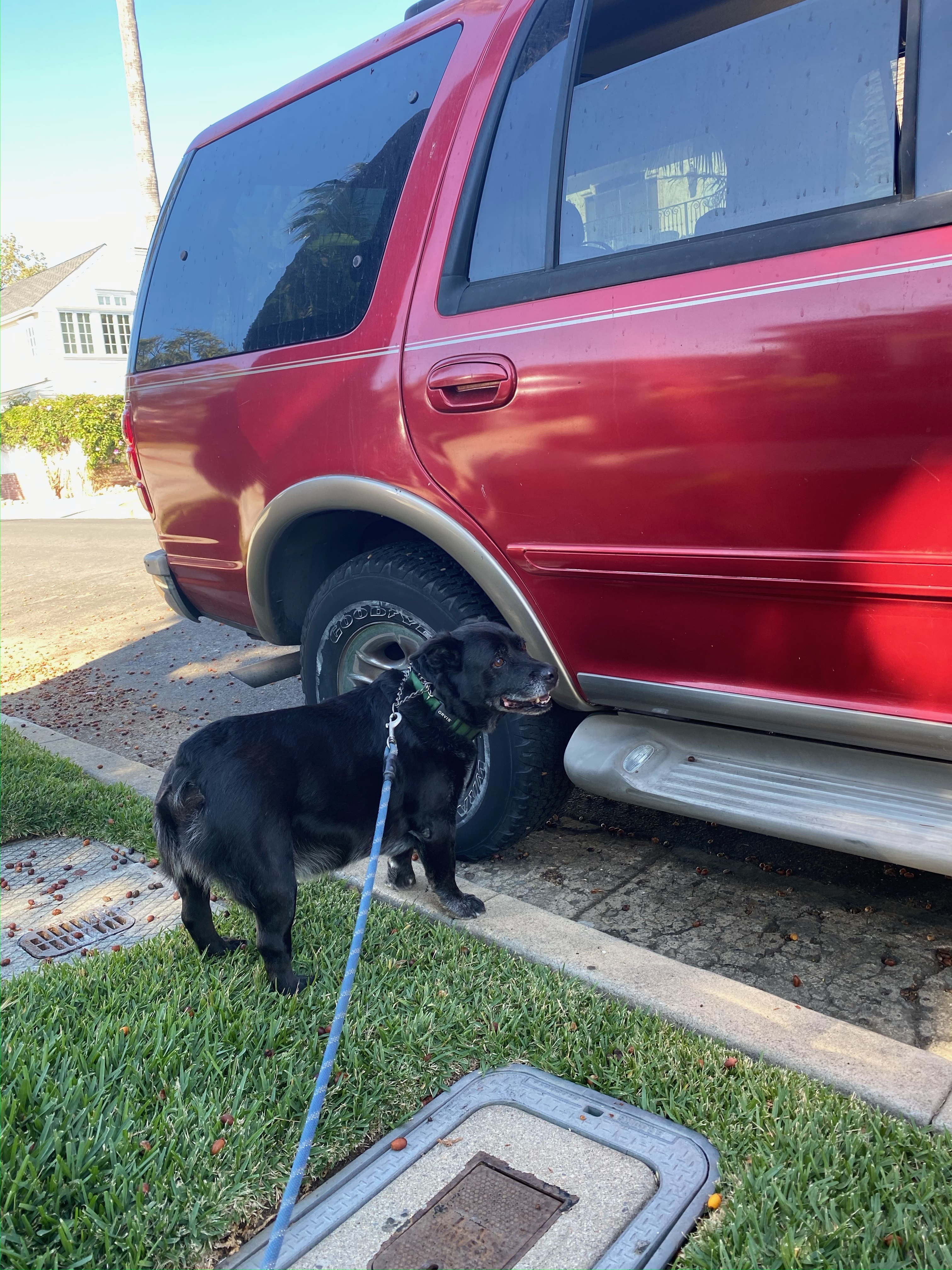 She became the “dog car.” Over the years, many of my dogs went for morning rides and walks around Palisades Village.