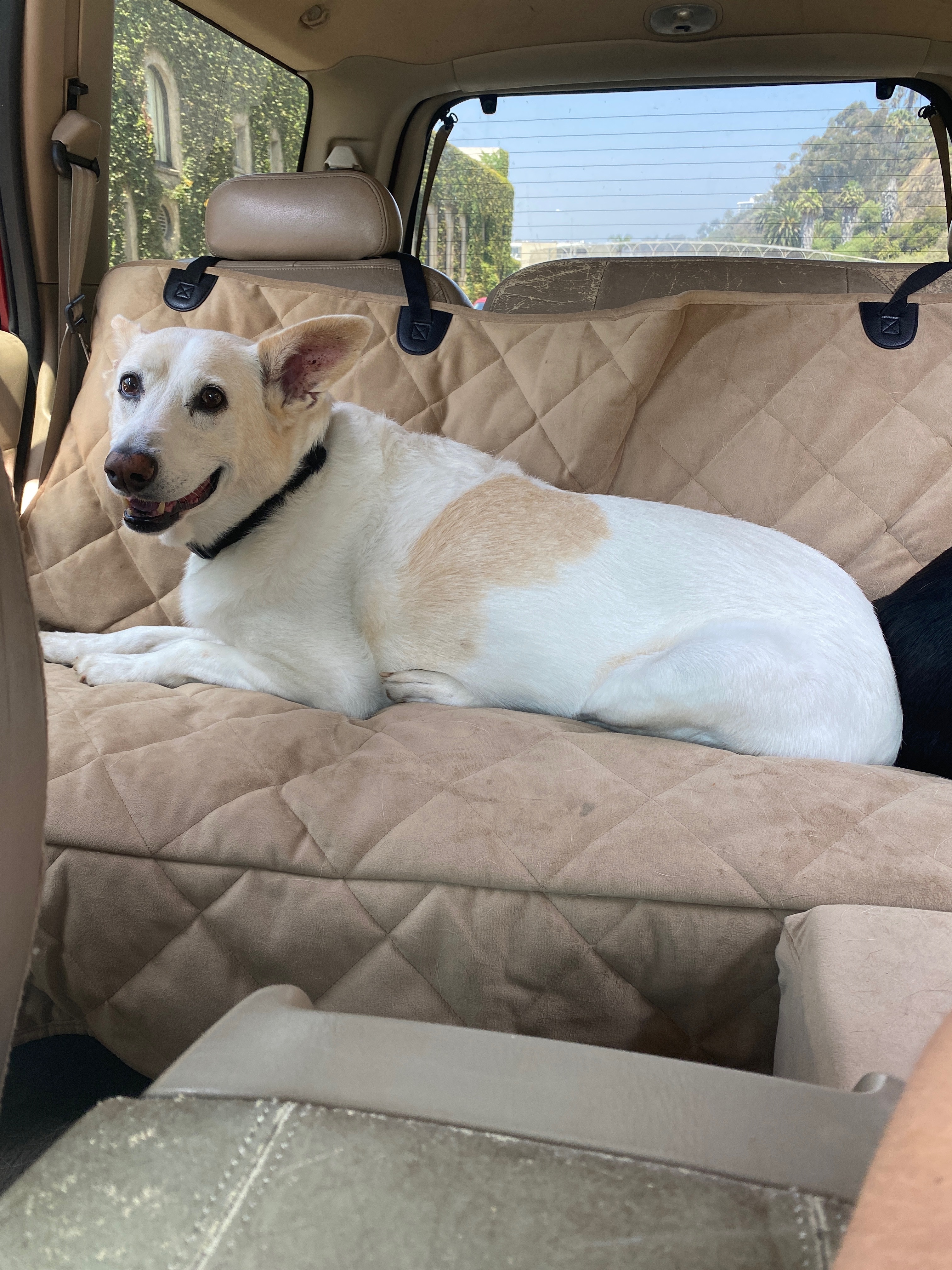 She became the “dog car.” Over the years, many of my dogs went for morning rides and walks around Palisades Village.